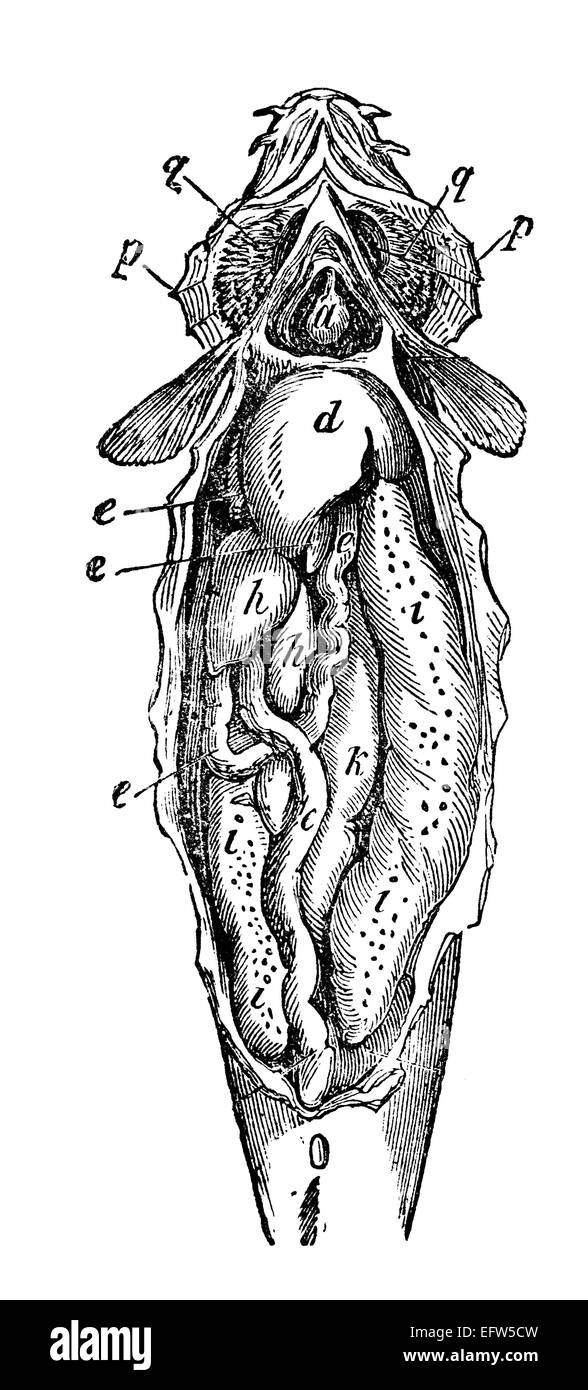 La gravure de l'époque victorienne d'un disected le poisson. Image restaurée numériquement à partir d'un milieu du xixe siècle l'encyclopédie. Banque D'Images