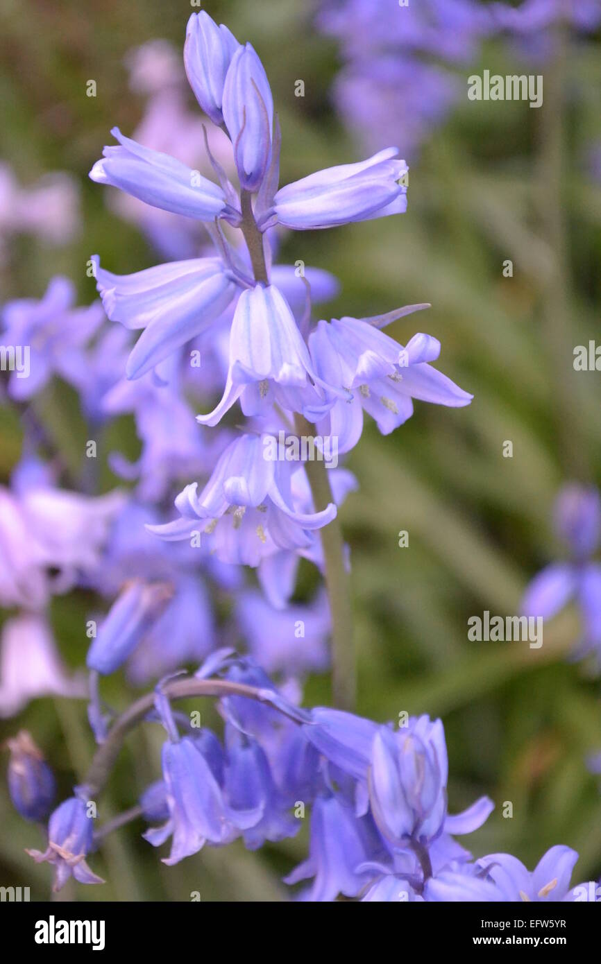 Fleur pourpre, printemps, jardin, merveilleux , Banque D'Images