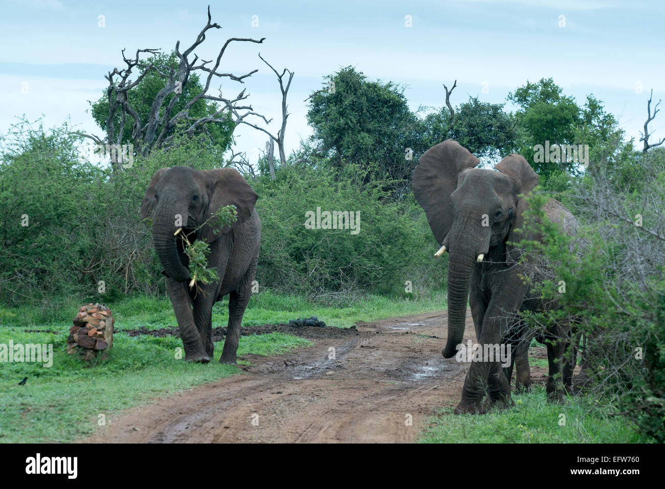 Alerte deux éléphants (Loxodonta africana), l'un portant une branche dans sa bouche, Hlane Royal National Park, au Swaziland Banque D'Images