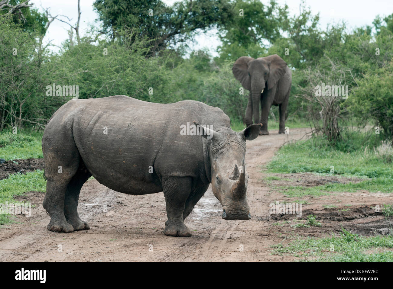 Le rhinocéros blanc (Ceratotherium simum), et de l'éléphant d'Afrique (Loxodonta) debout sur une route dans la voie royale Hlane Nationa Banque D'Images