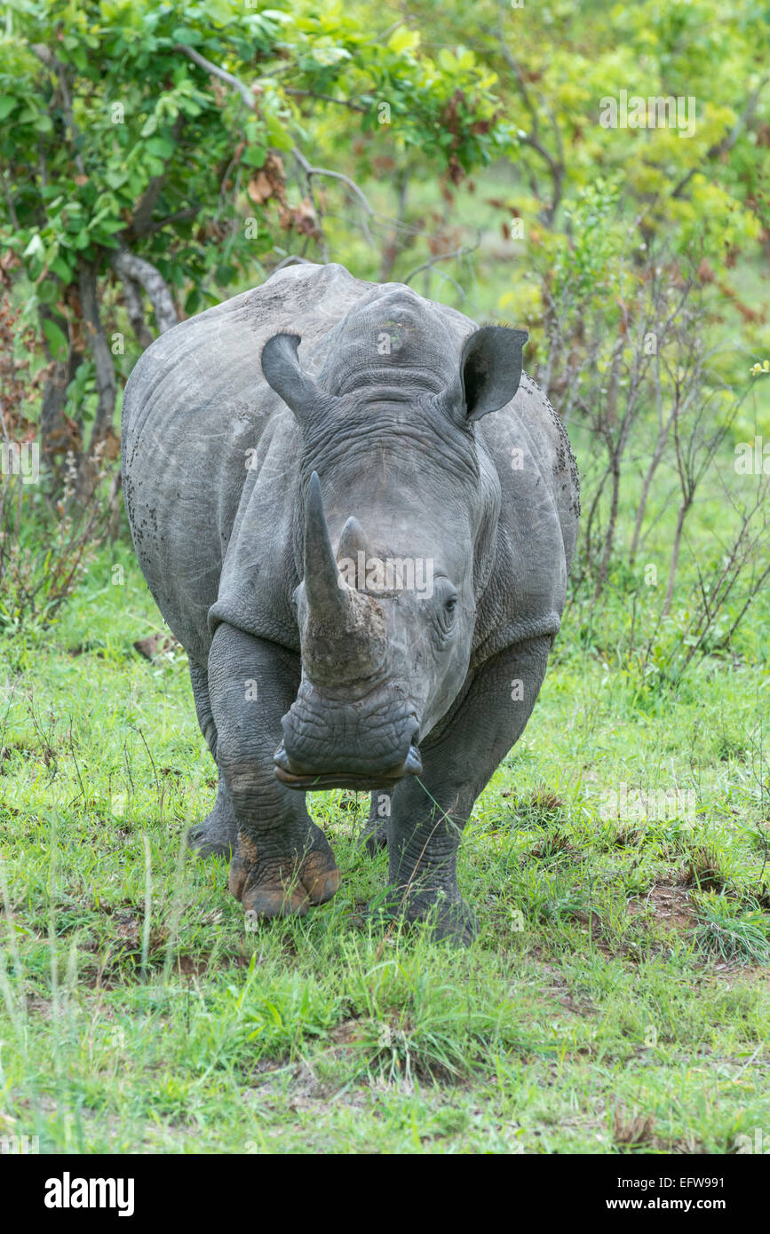Le rhinocéros blanc (Ceratotherium simum), dans l'habitat looking at camera, Kruger National Park, Afrique du Sud Banque D'Images