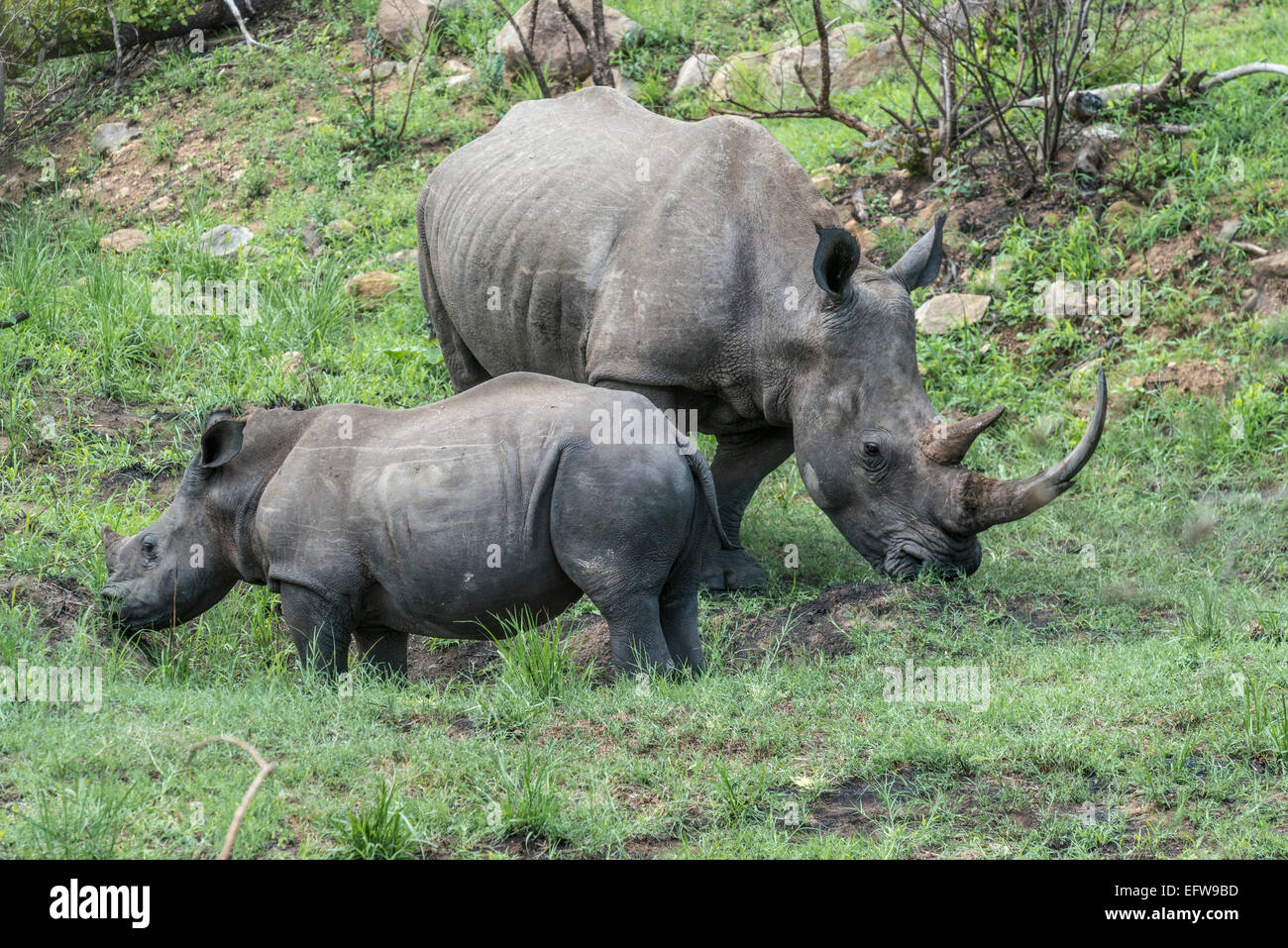 Les rhinocéros blanc (Ceratotherium simum) et son veau, Kruger National Park, Afrique du Sud Banque D'Images