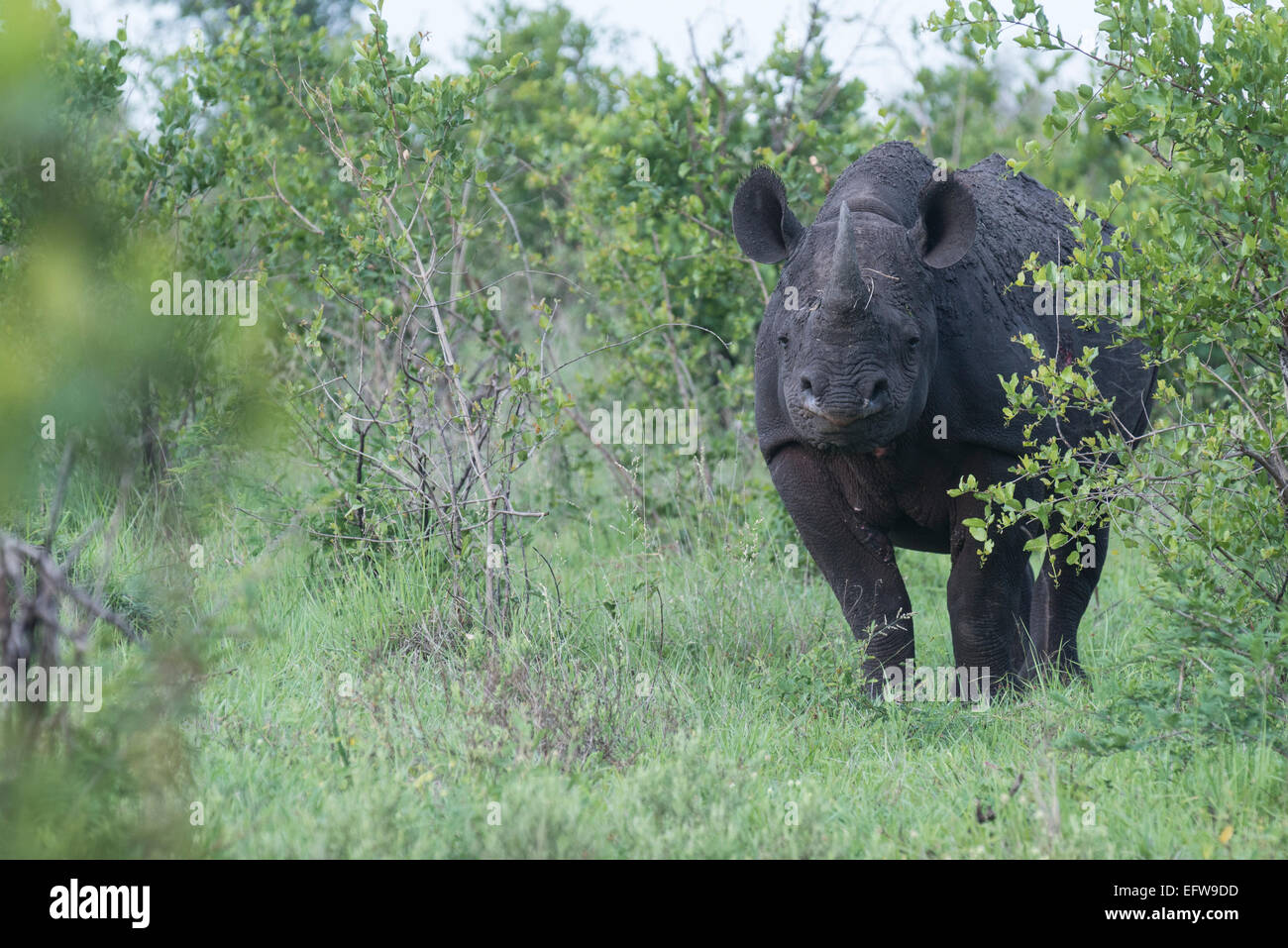 Le rhinocéros noir (Diceros bicornis) debout dans des buissons denses looking at camera, Kruger National Park, Afrique du Sud Banque D'Images