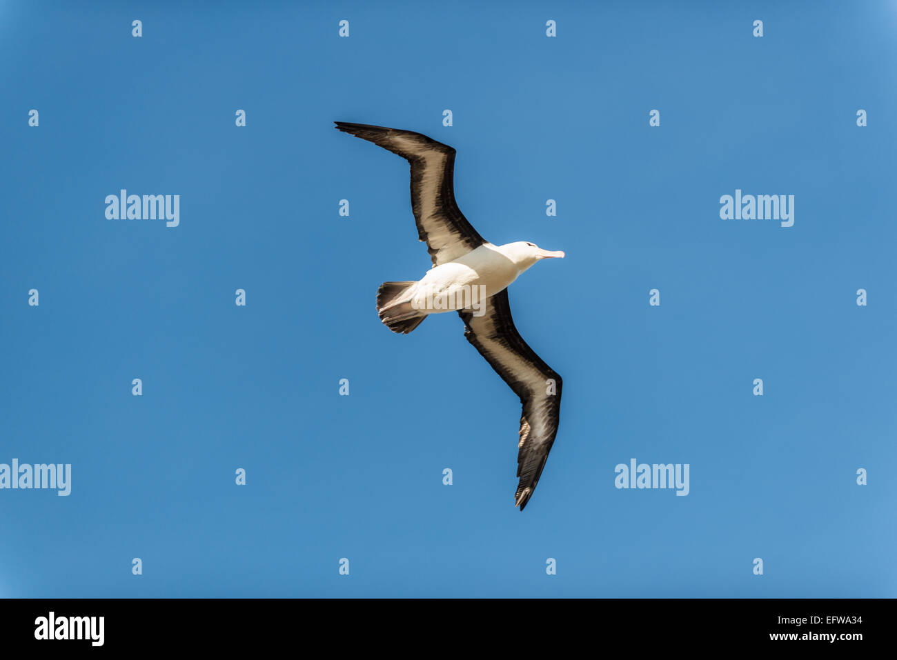 Albatros front noir, Nouvelle Île, Îles Malouines Banque D'Images