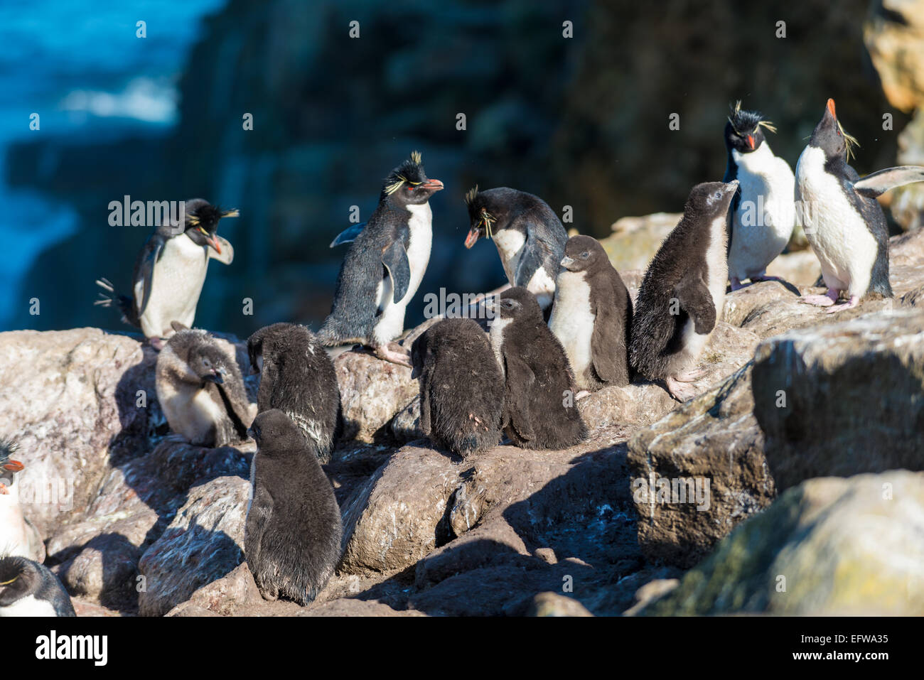 Rockhopper Penguin (Eudyptes chrysocome) colonie, avec les poussins, Îles Falkland, le sud de l'Océan Atlantique Banque D'Images