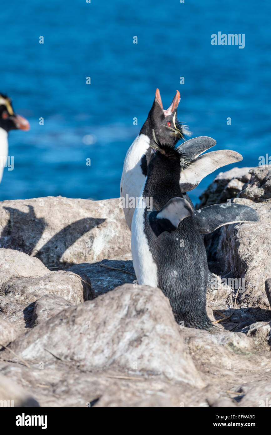 Des profils avec Rockhopper Penguin (Eudyptes chrysocome) postures, Îles Falkland, le sud de l'Océan Atlantique Banque D'Images