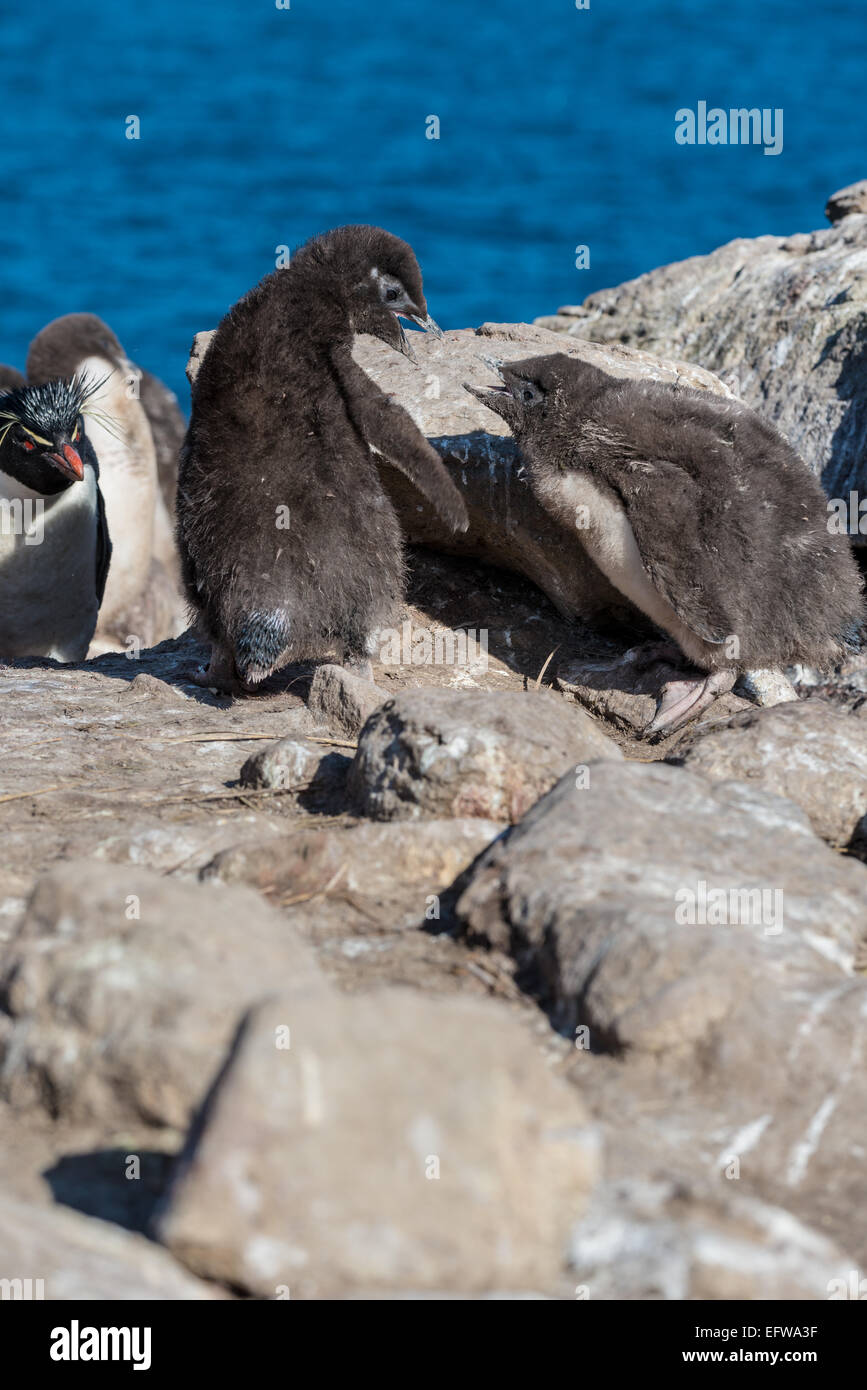 Rockhopper Penguin chicks (Eudyptes chrysocome), îles Falkland, le sud de l'Océan Atlantique Banque D'Images