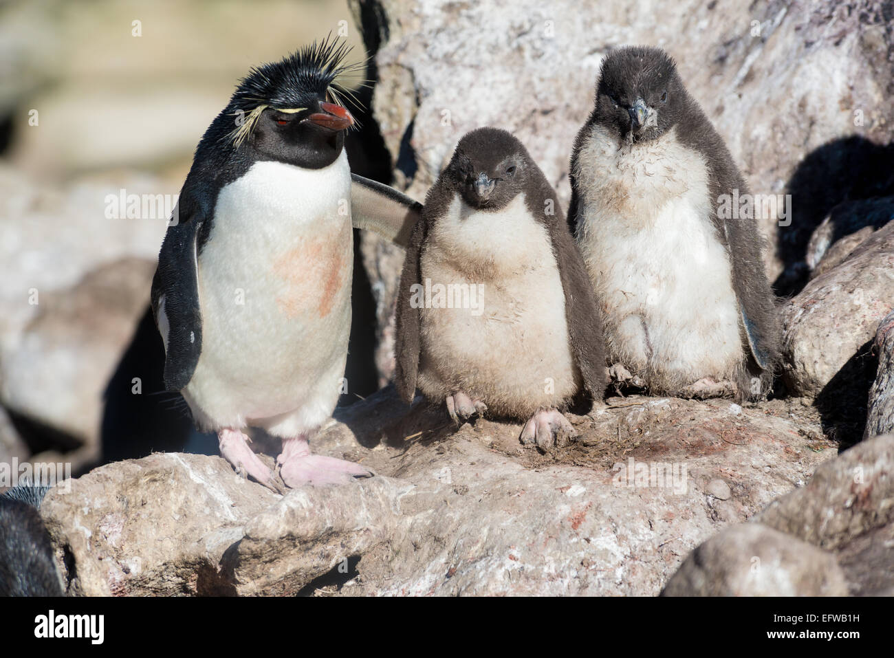 Des profils avec Rockhopper Penguin chicks (Eudyptes chrysocome avec), îles Falkland, le sud de l'Océan Atlantique Banque D'Images