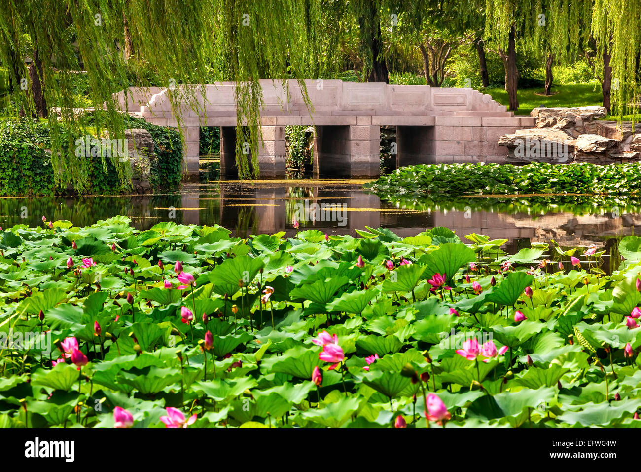 Pink Lotus Pads Réflexion Saules Pont de jardin Summer Palace Beijing Chine Banque D'Images