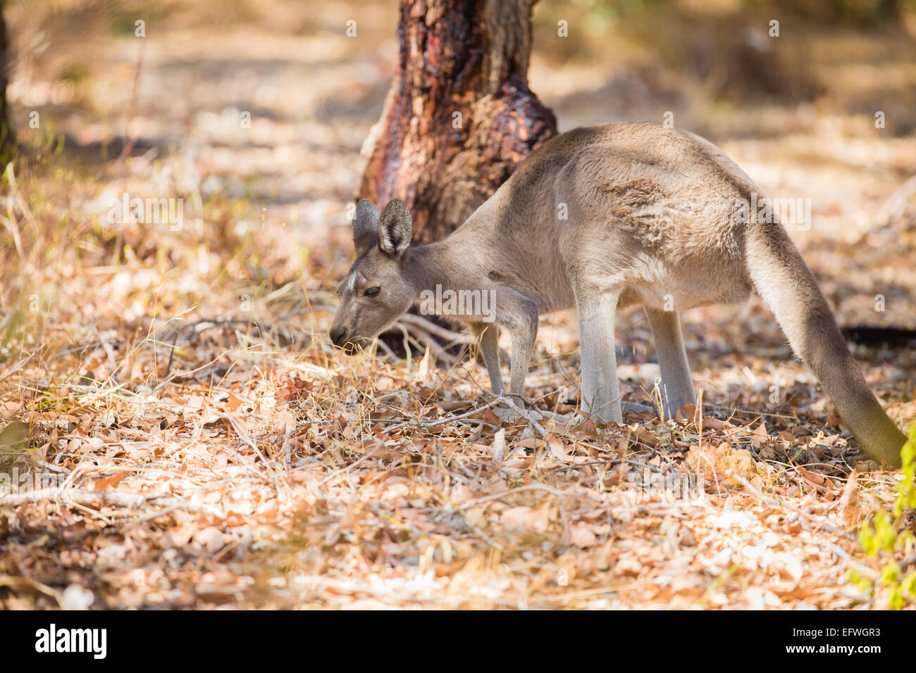 La consommation de kangourou à l'état sauvage Banque D'Images