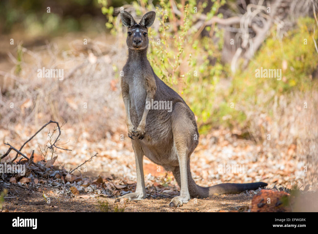 Attentif kangaroo Banque D'Images