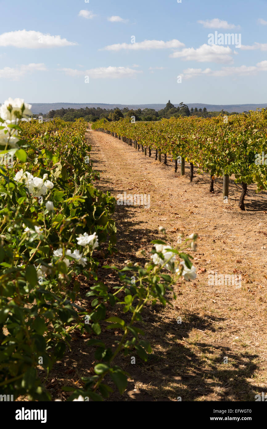 Vignoble australien Banque D'Images