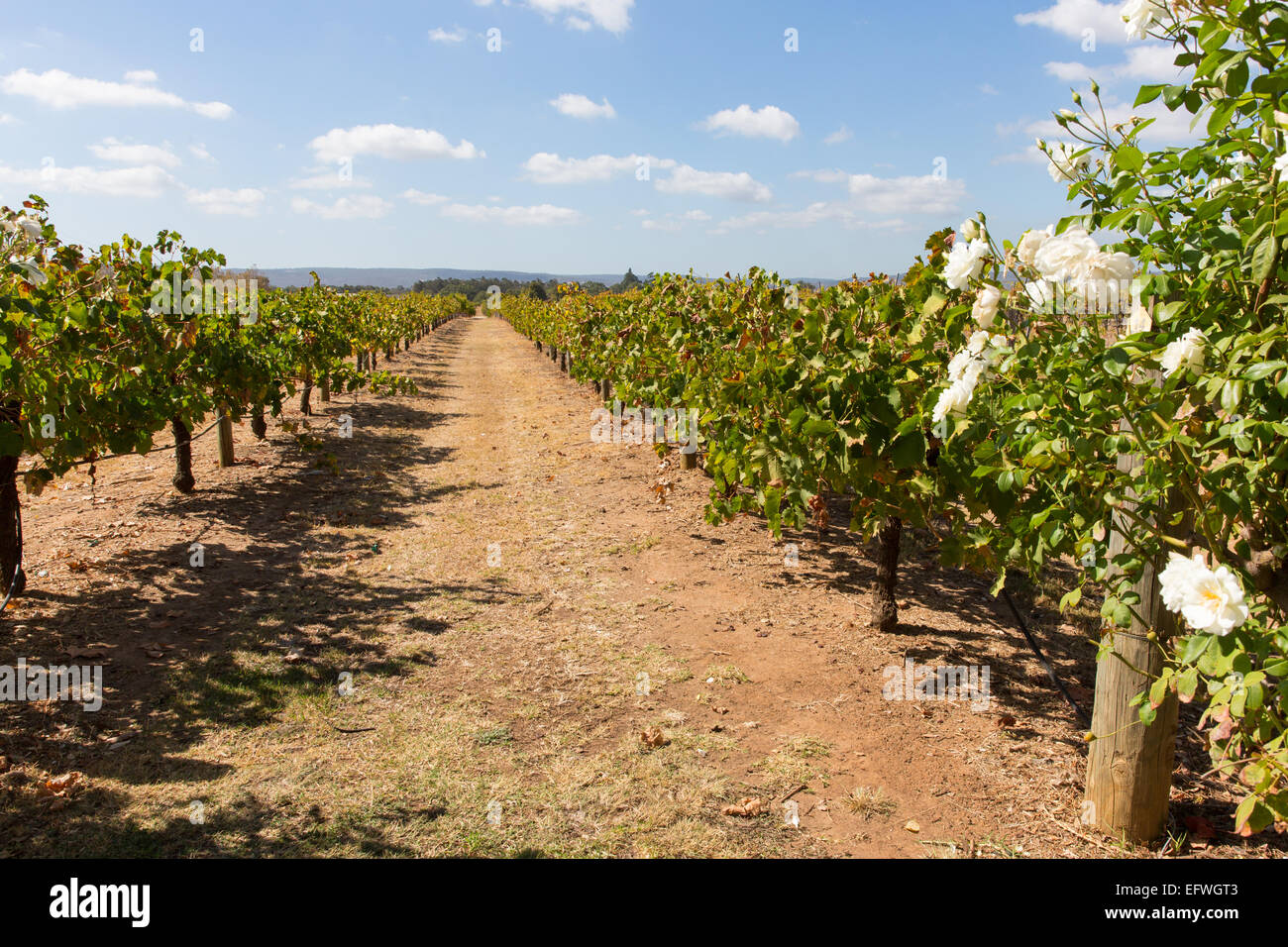 Vignoble australien Banque D'Images