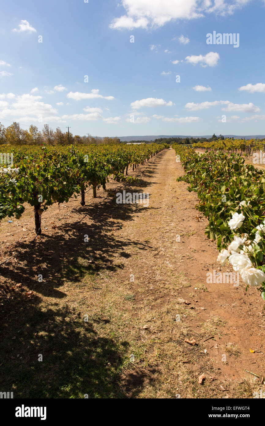Vignoble australien Banque D'Images