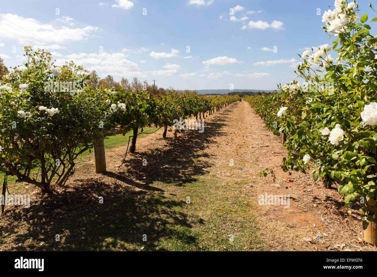 Vignoble à l'ouest de l'Australie Banque D'Images