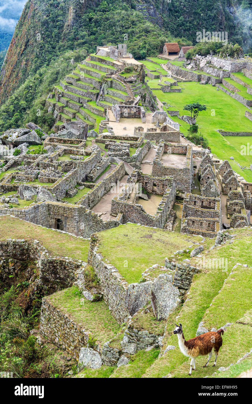 Vue verticale d'un lama avec les ruines Inca de Machu Picchu en arrière-plan Banque D'Images