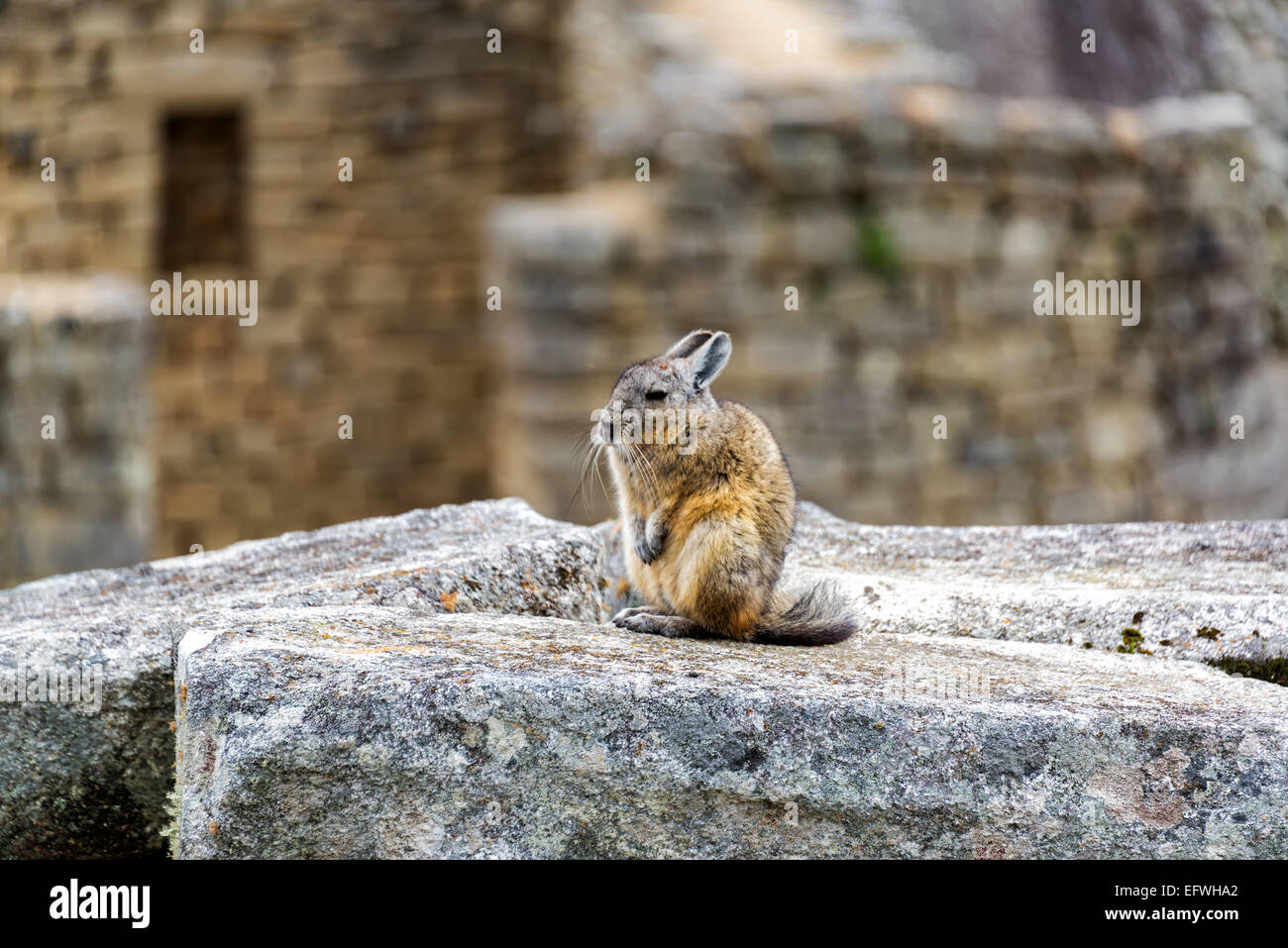 La viscache, un rongeur chinchilla liés à l'assise sur les ruines de l'ancienne cité inca de Machu Picchu, Pérou Banque D'Images