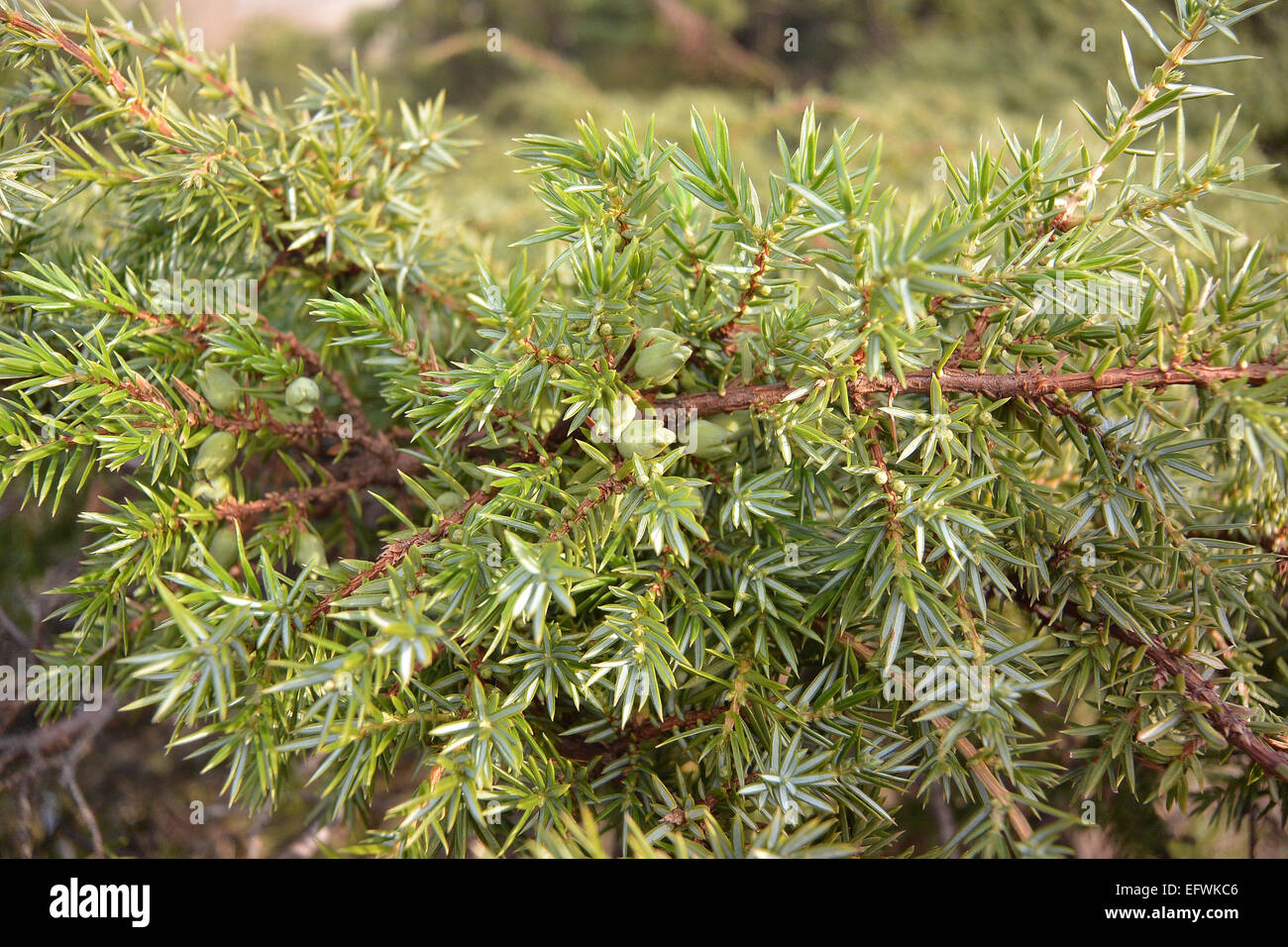 Baies de genièvre immatures Banque D'Images