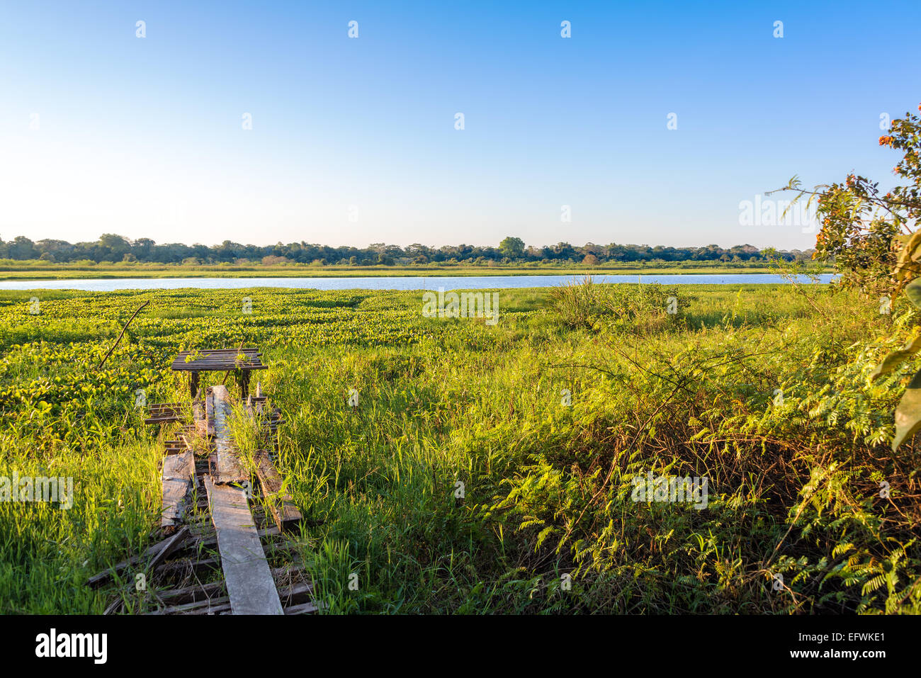 Feuillage vert de la forêt amazonienne avec un lac à l'arrière-plan dans le parc national de Madidi en Bolivie Banque D'Images