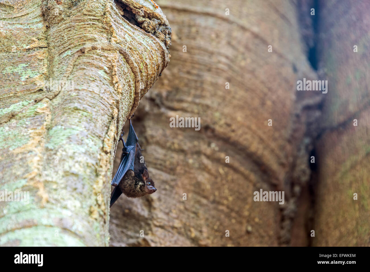 Petit bat accroché dans un arbre dans le parc national Madidi dans la forêt amazonienne en Bolivie Banque D'Images