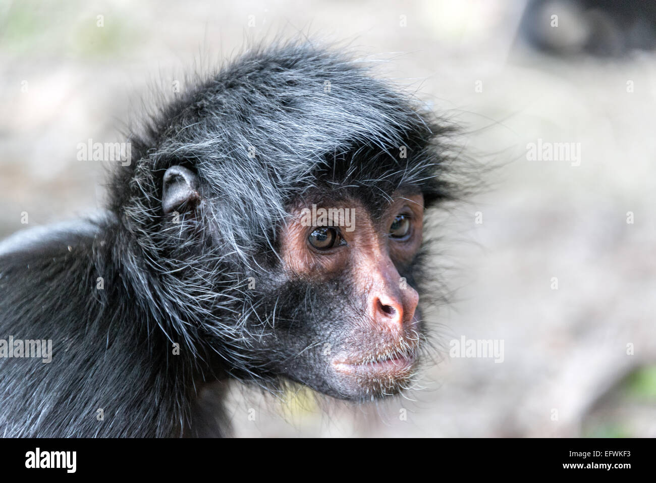 Vue rapprochée de la face d'un singe-araignée dans le parc national Madidi dans la forêt amazonienne près de Rurrenabaque, Bolivie Banque D'Images