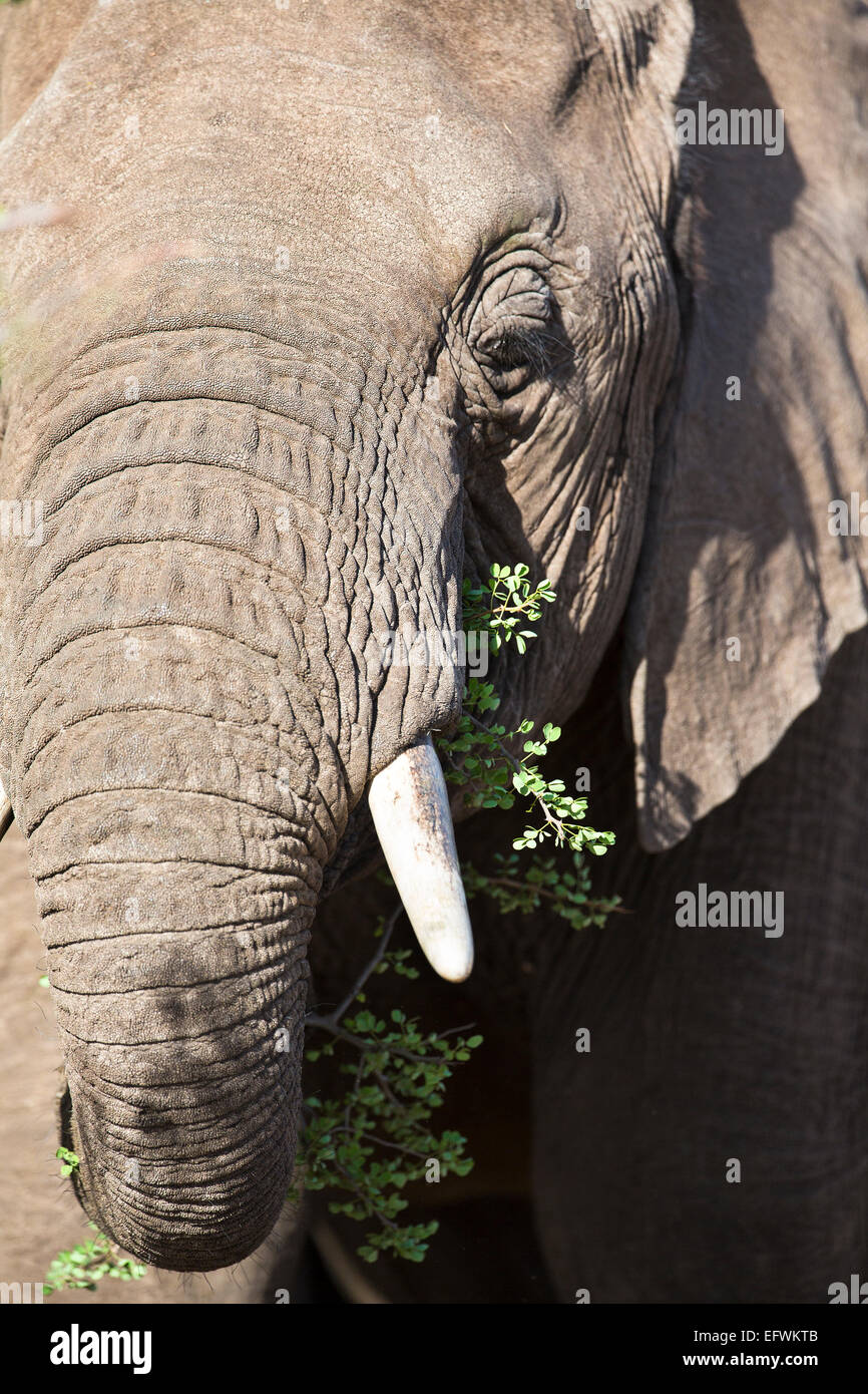 Grand éléphant mange de l'herbe Banque D'Images