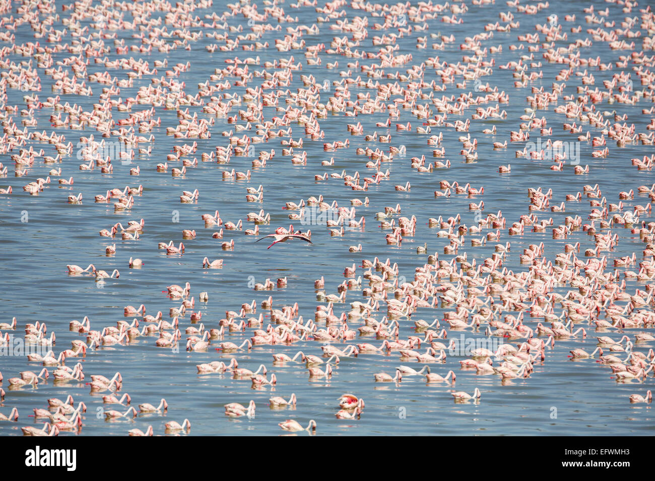 Grande colonie de flamants roses en Afrique Banque D'Images