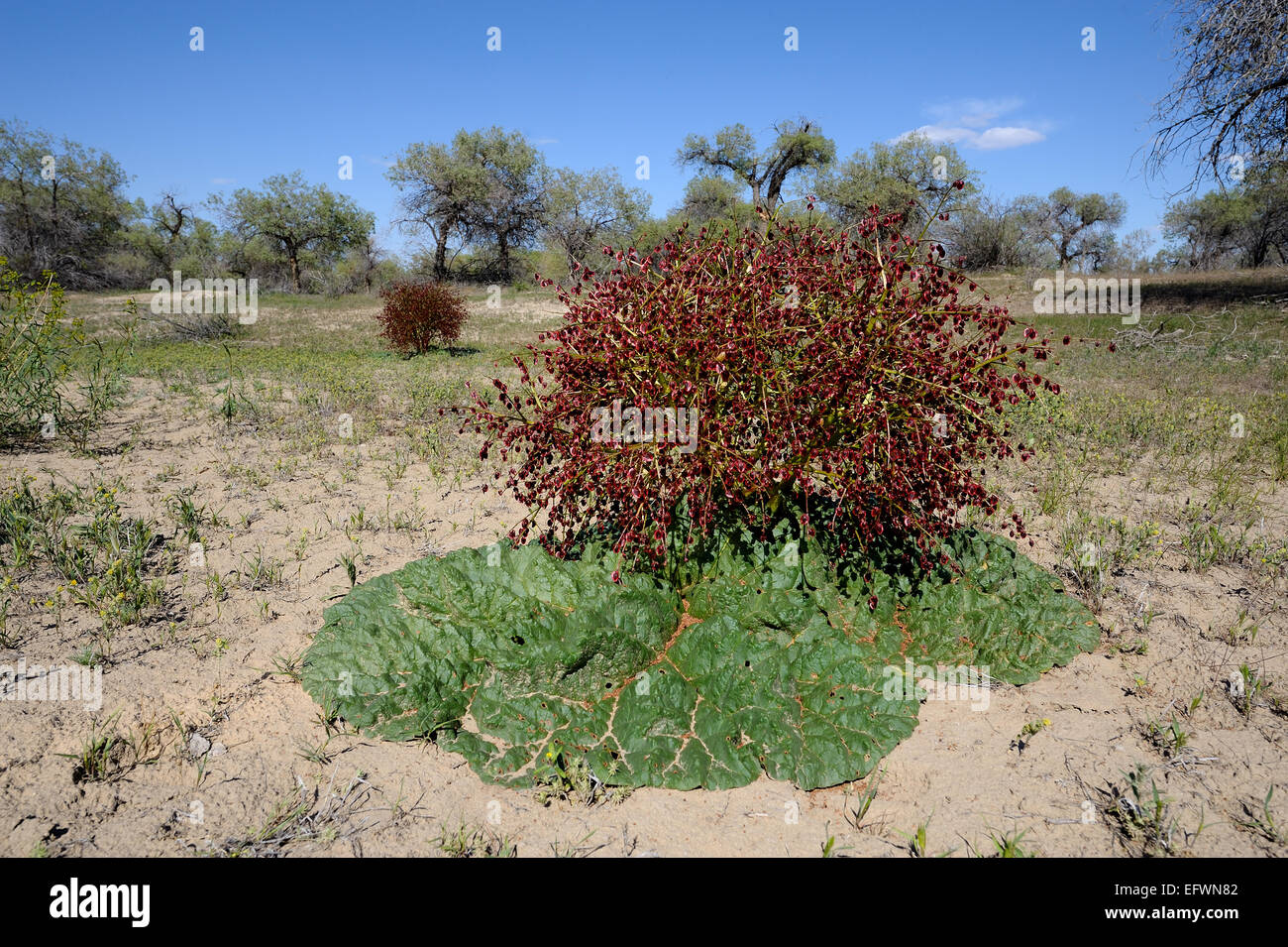 'Rheum tataricum' est un désert de rhubarbe au Kazakhstan Banque D'Images