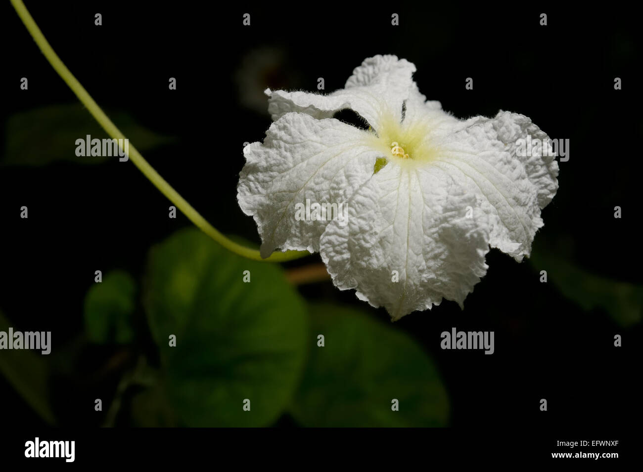 Fleur de la calebasse de nuit. Banque D'Images