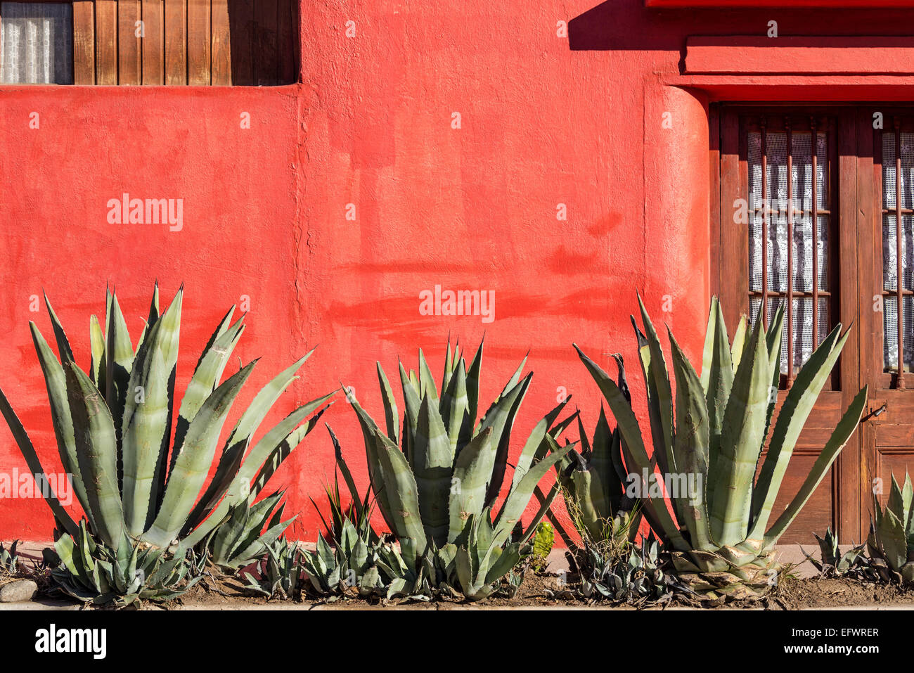 Vieux mur rouge avec une rangée de plantes d'agave en vigogne, Chili Banque D'Images