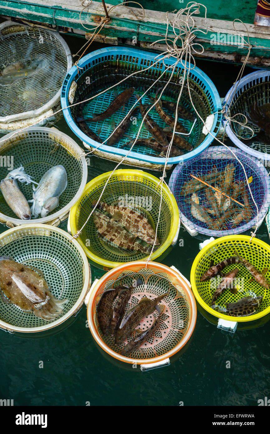 La prise de poisson, Halong Bay, Vietnam Banque D'Images