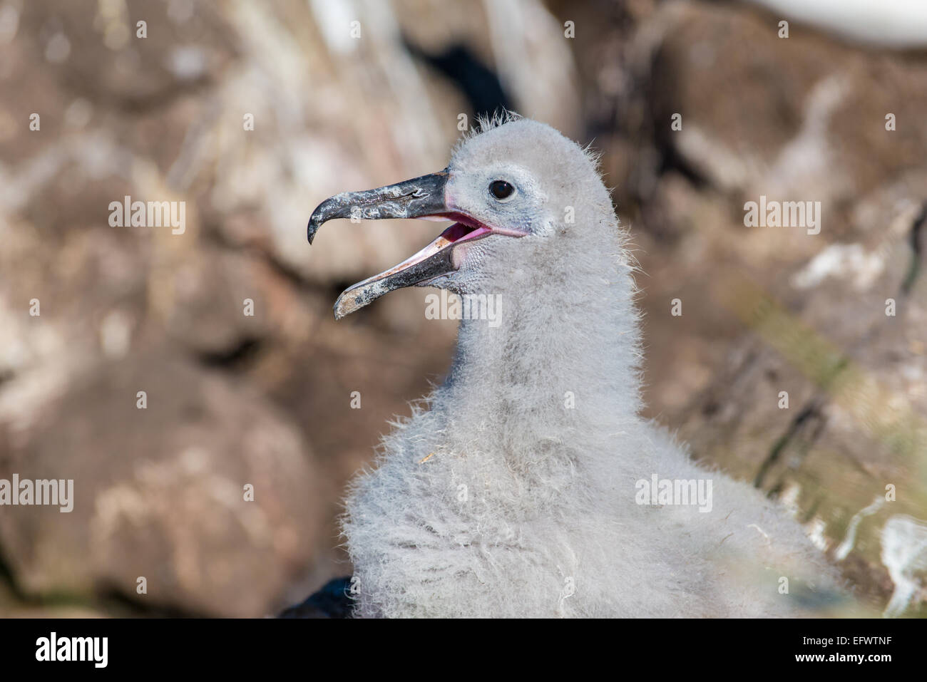 Sourcils noirs Thalassarche melanophris Albatros (poussins),