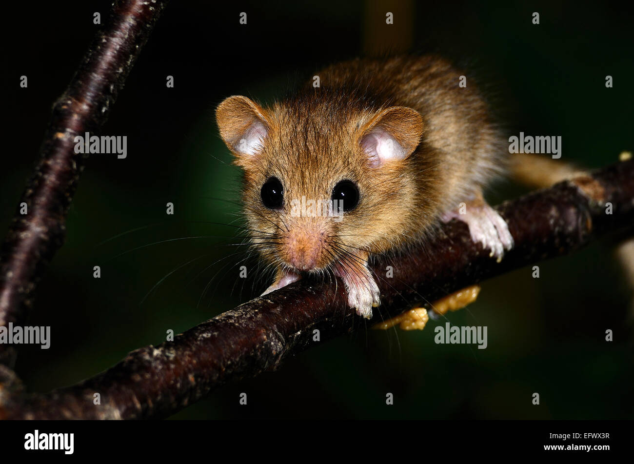 Loir Bebe En Equilibre Sur Une Branche Uk Photo Stock Alamy