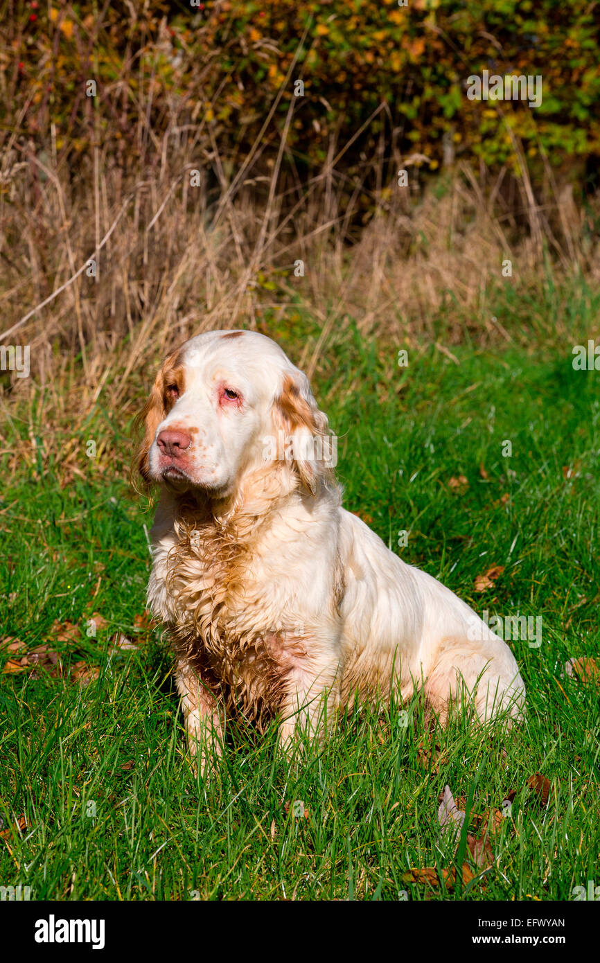 Clumber spaniel sitting in sunshine Banque D'Images
