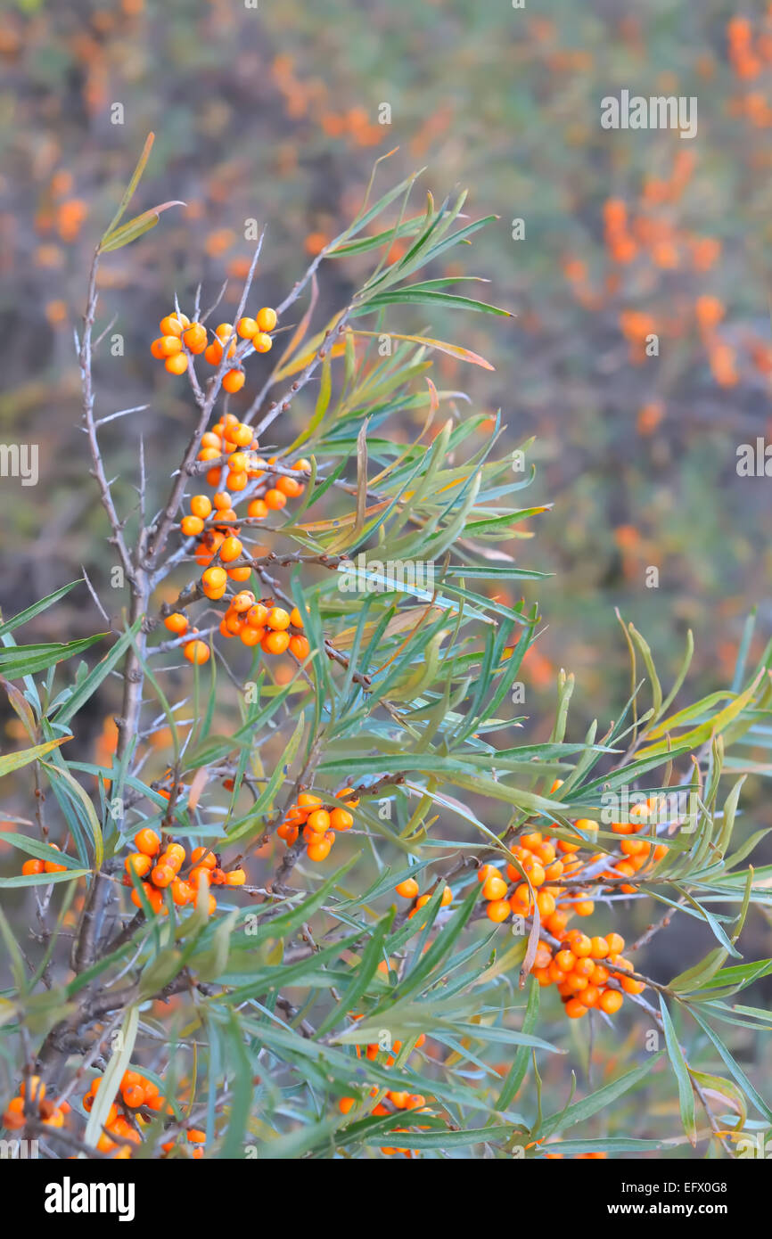 Branche d'argousier sauvage dans le temps d'automne Banque D'Images