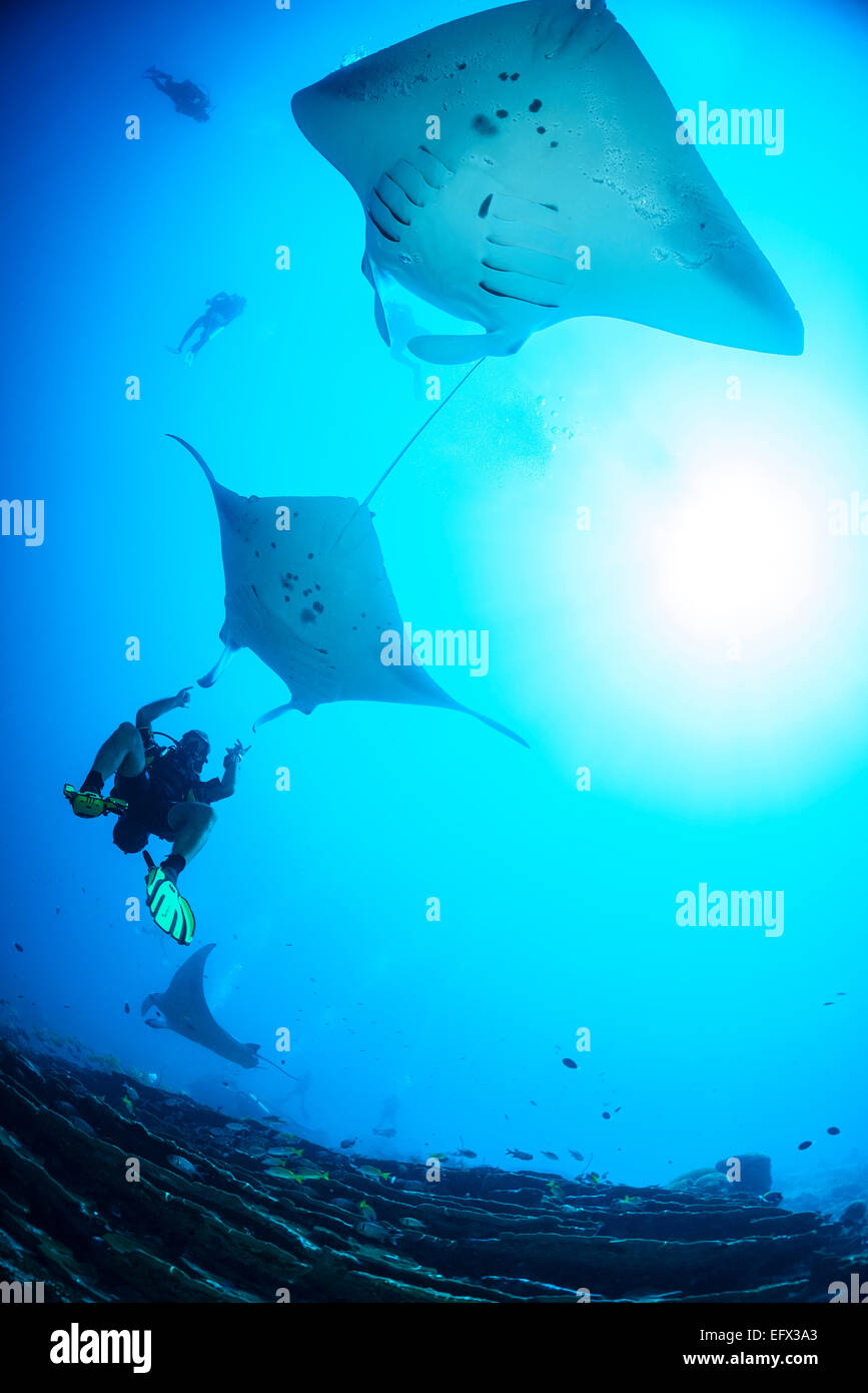 Manta alfredi, Reefmanta, Manta Point ou station de nettoyage, Mudakan, Maa Kandu, Maradhoo, l'Atoll, Maldives, océan Indien Banque D'Images