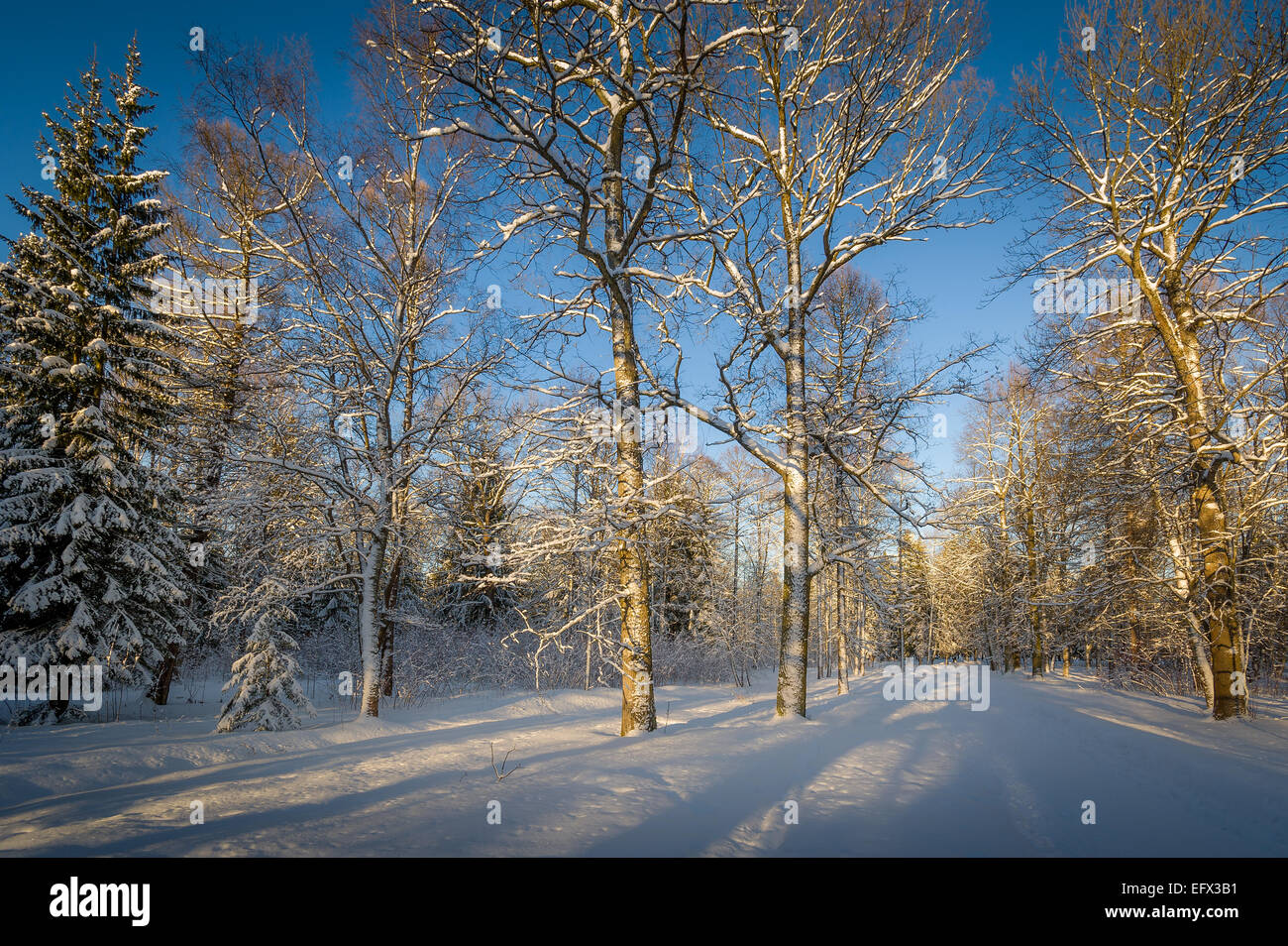 Forêt d'hiver au coucher du soleil Banque D'Images