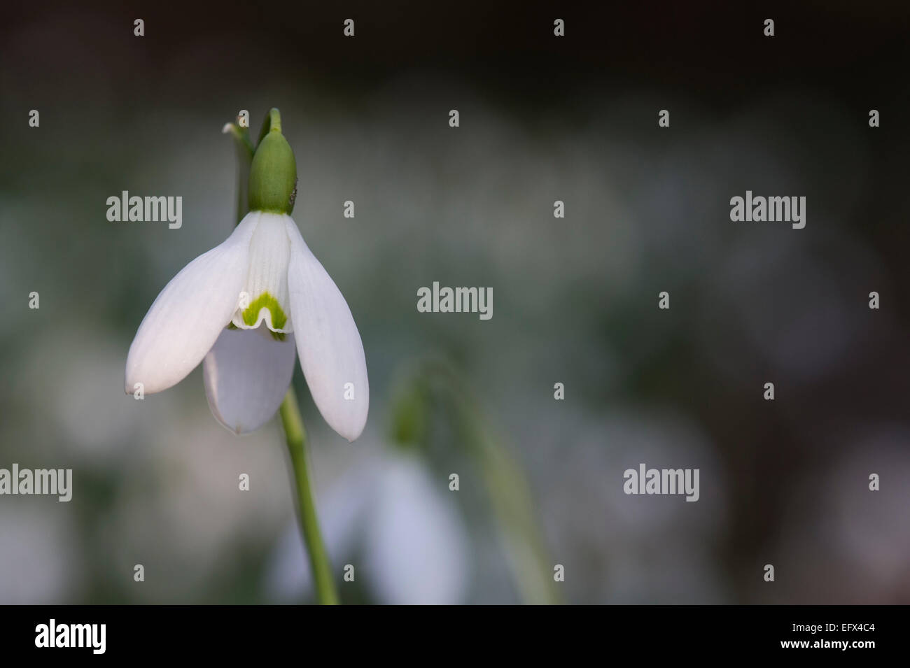 Galanthus Reginae Olgae vernalis. Snowdrop Banque D'Images