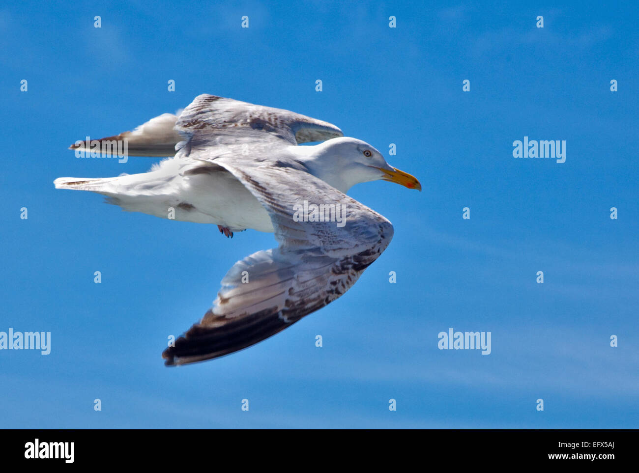 European Herring Gull (Larus argentatus) battant overf la Manche entre Calais et Douvres Banque D'Images