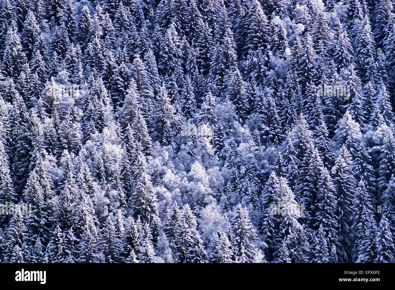 Une forêt de pins couverts de neige. Banque D'Images