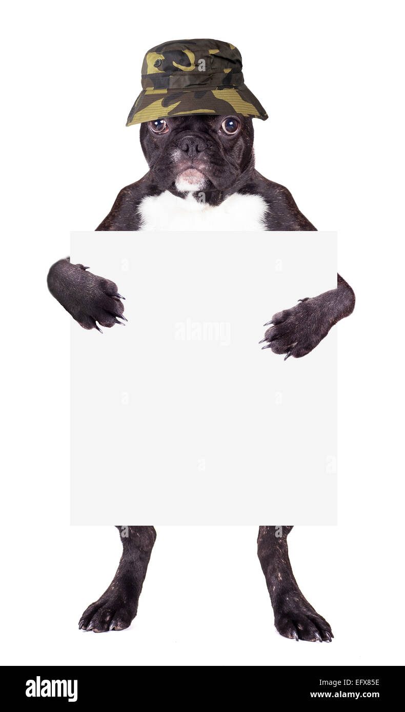 Bouledogue français Chapeau Panama avec un chèque en blanc dans les jambes Banque D'Images