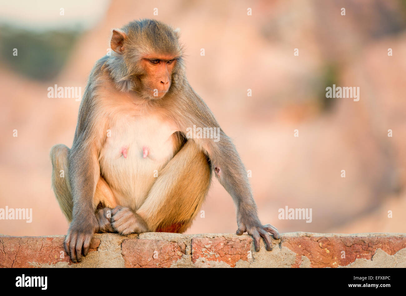 Un macaque rhésus est assis à regarder sur un mur donnant sur le Monkey Temple, Jaipur, Inde. Banque D'Images