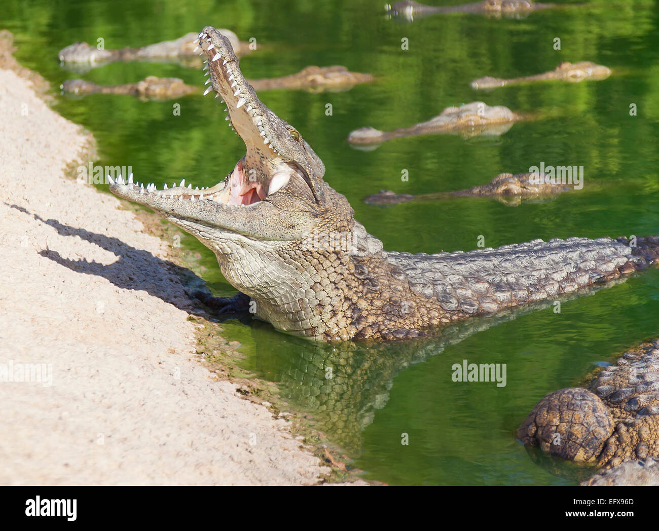 crocodile-sur-la-plage-banque-de-photographies-et-d-images-haute