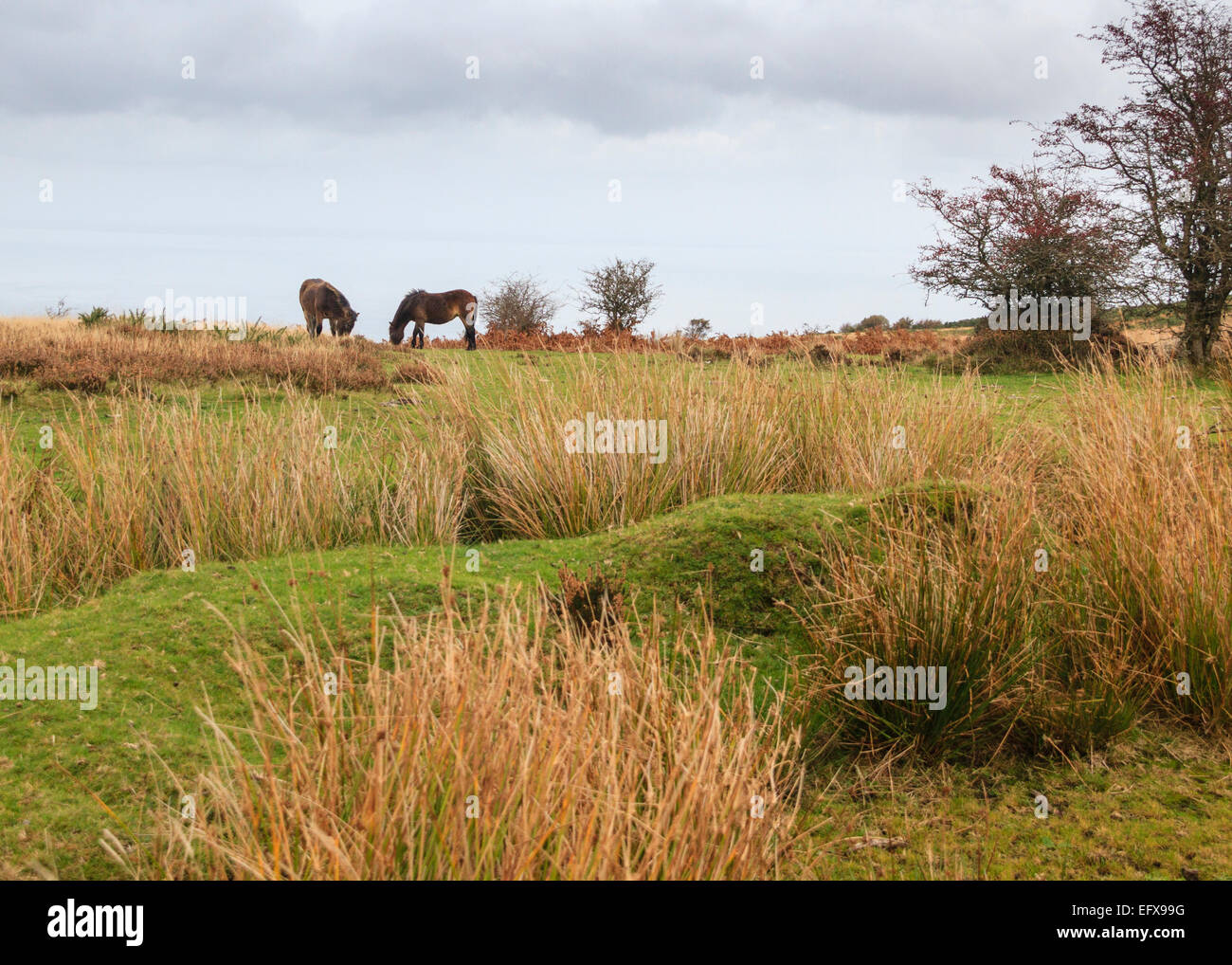 Poney Exmoor une ancienne race de cheval sauvage Banque D'Images