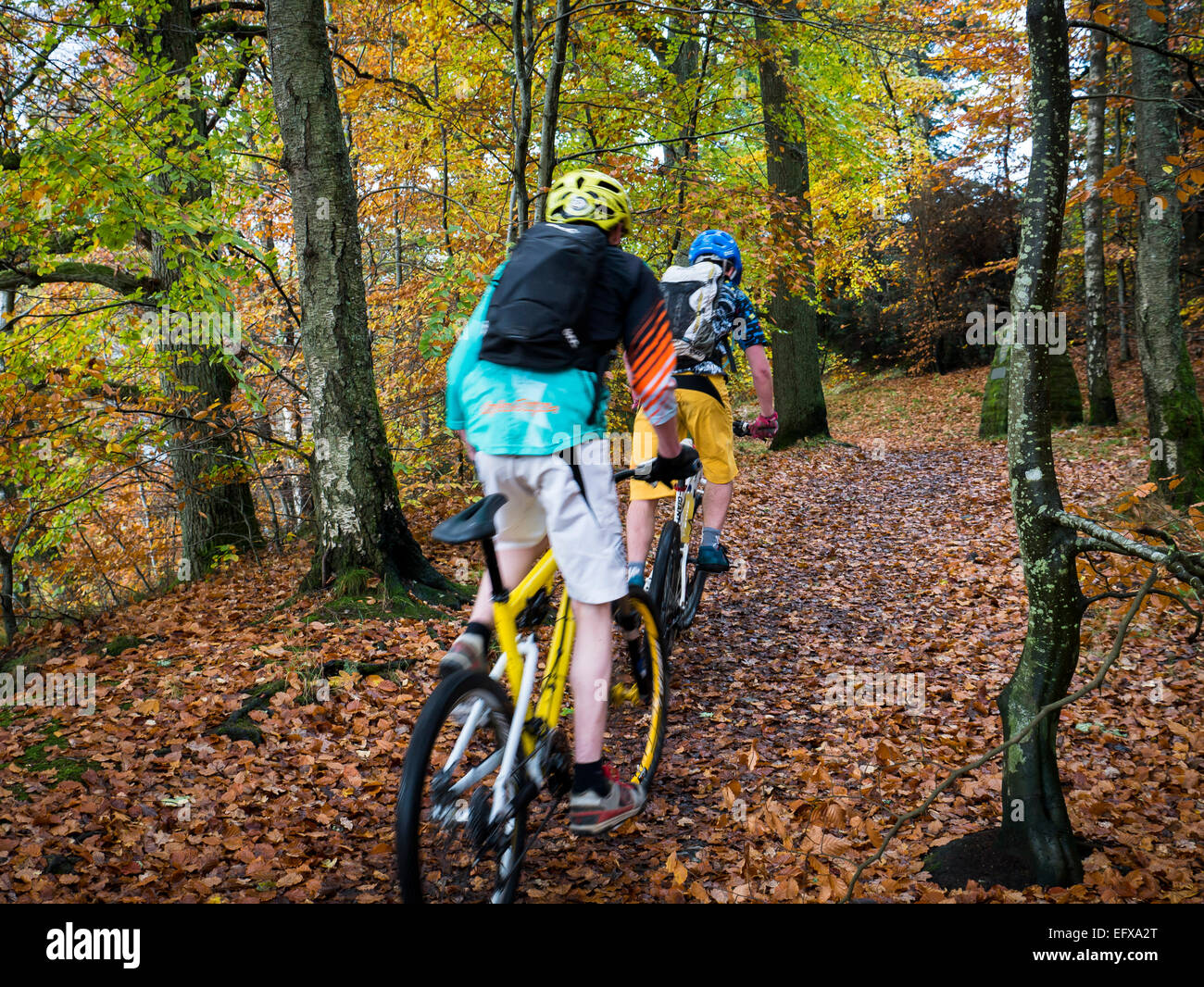 Les cyclistes de montagne, bois de hêtre près de Pitlochry, Ecosse Banque D'Images