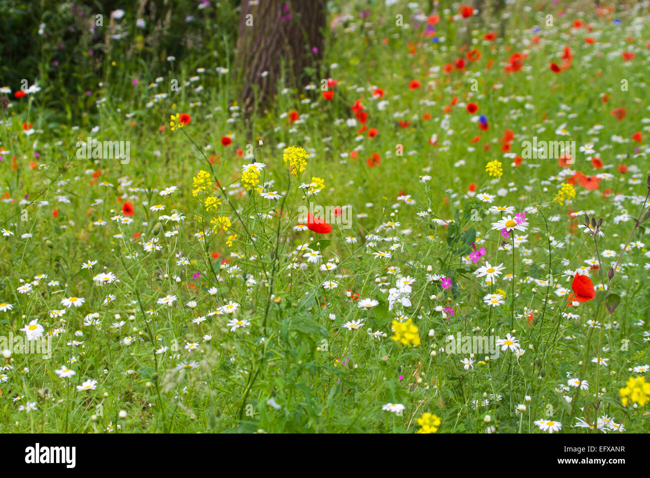 Pré de fleurs sauvages de l'UK avec oxeye daisy et de pavot Banque D'Images