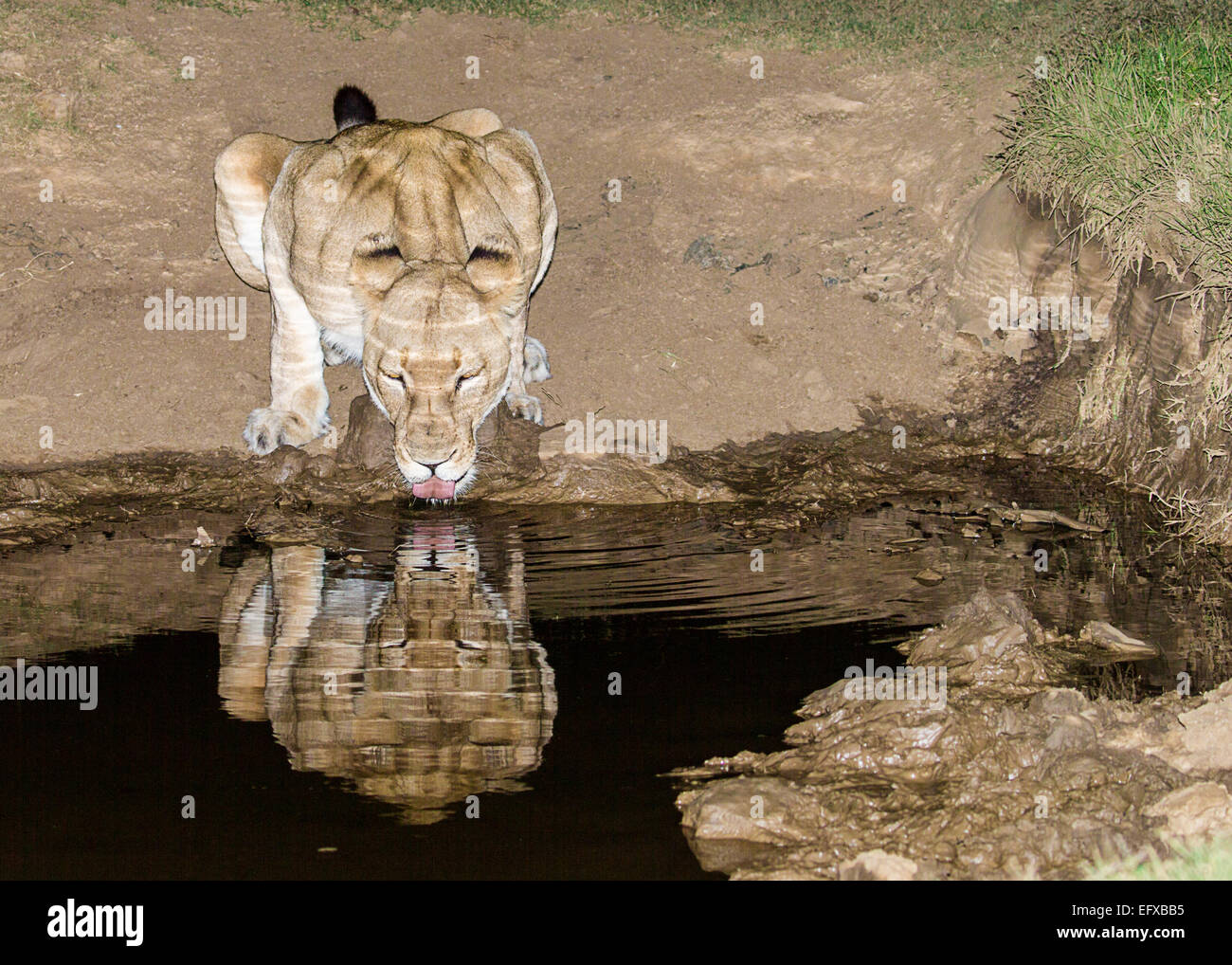 Lionne de boire à un trou d'eau pendant la nuit Banque D'Images