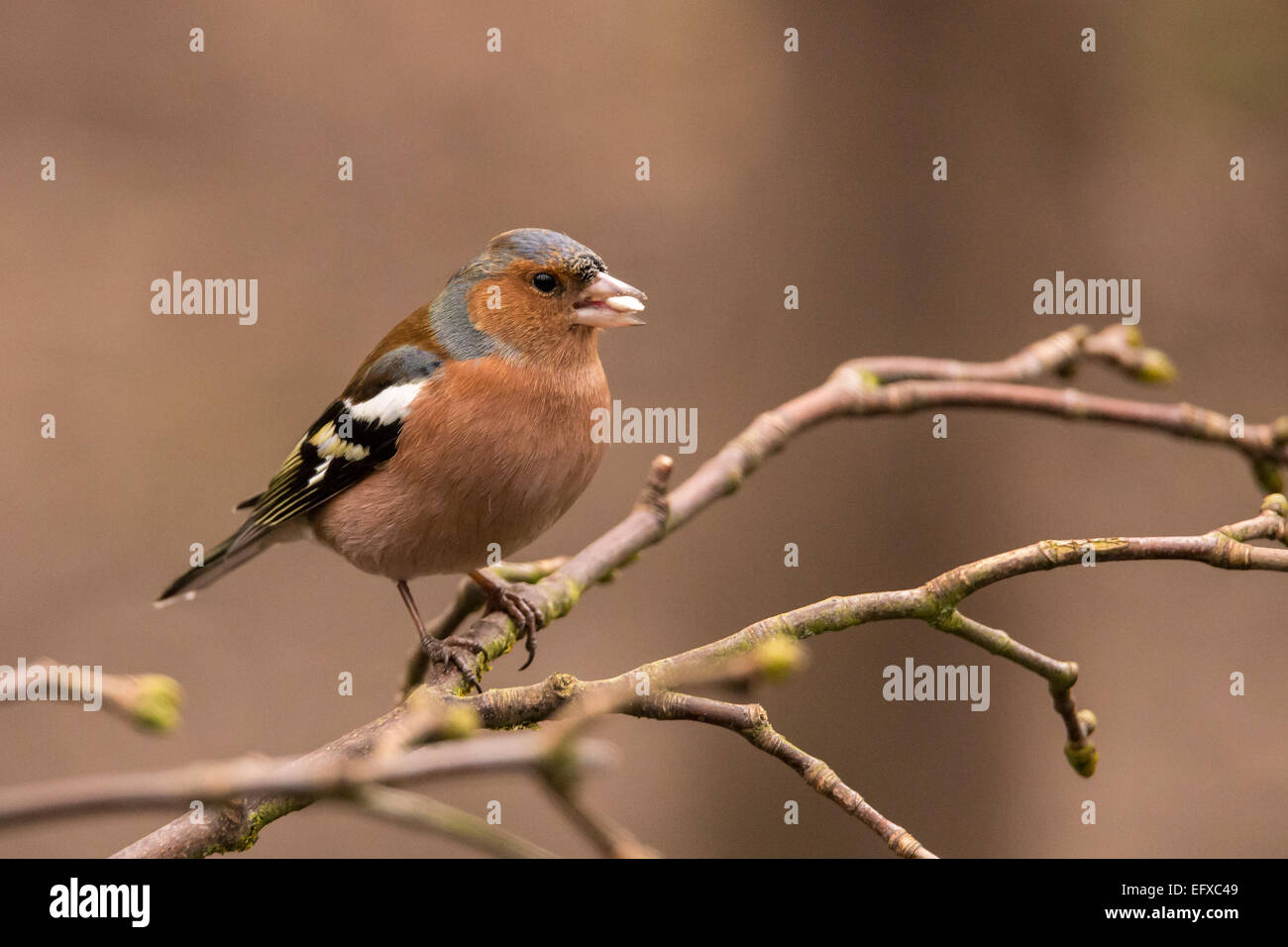 Chaffinch mâle tourné en l'hiver à Rufford Abbey, UK. Banque D'Images