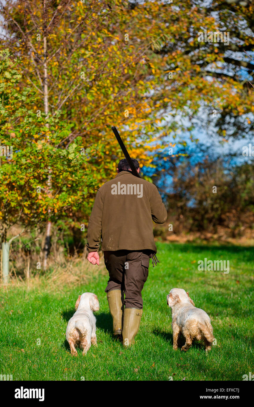 Homme avec fusil de chasse en bois avec des armes à feu, les chiens clumber spaniel Oxfordshire, Angleterre Banque D'Images