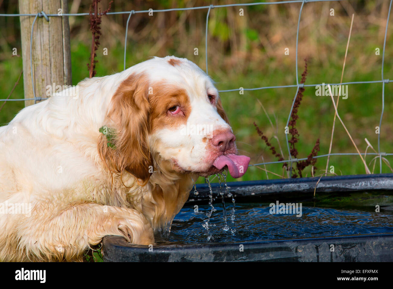 Clumber spaniel puppy sur pattes de boire de l'eau à travers Banque D'Images